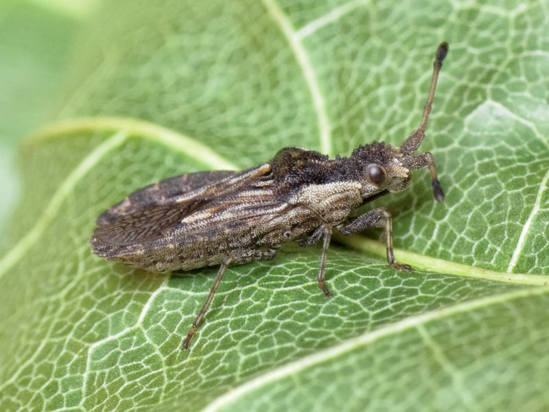 Spathocera dalmanii (Schilling, 1829)